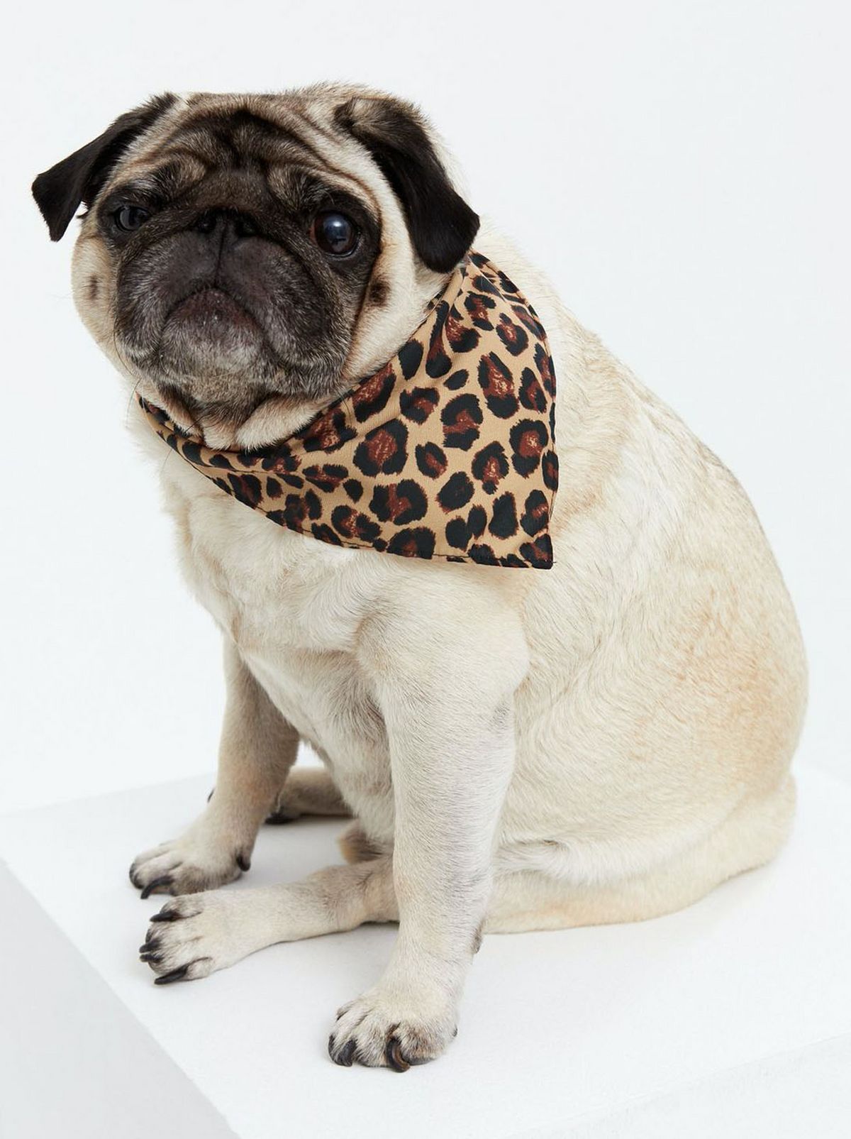 Pug wearing a brown leopard print dog bandana