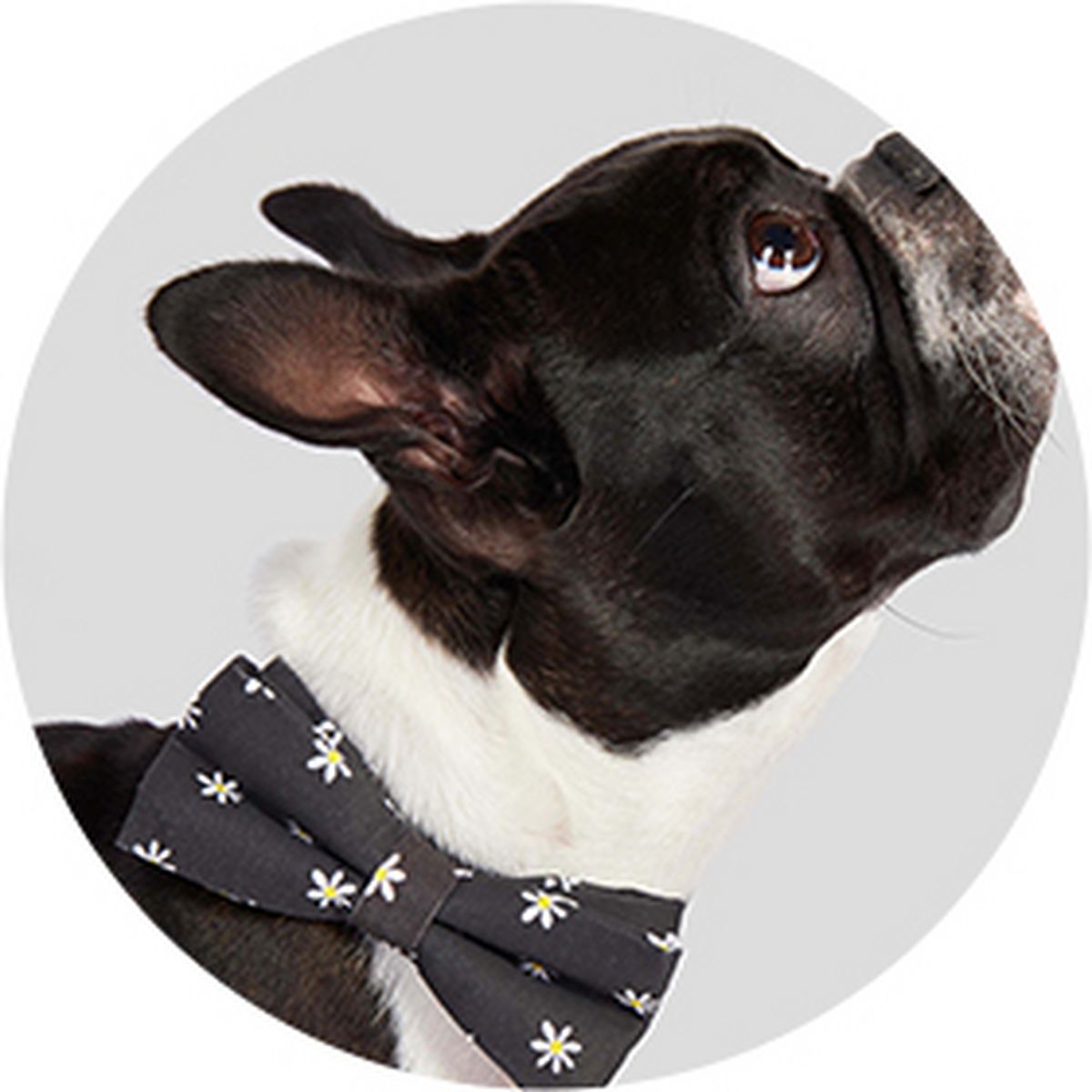 Pet accessories