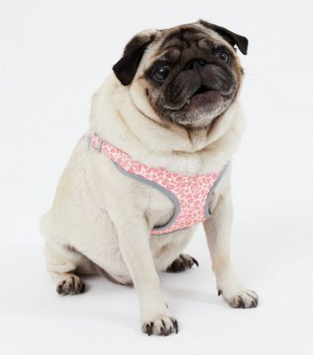 leopard print harness dog