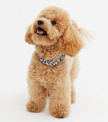 leopard print dog collar