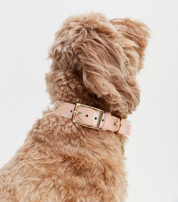 Daisy on sale dog accessories