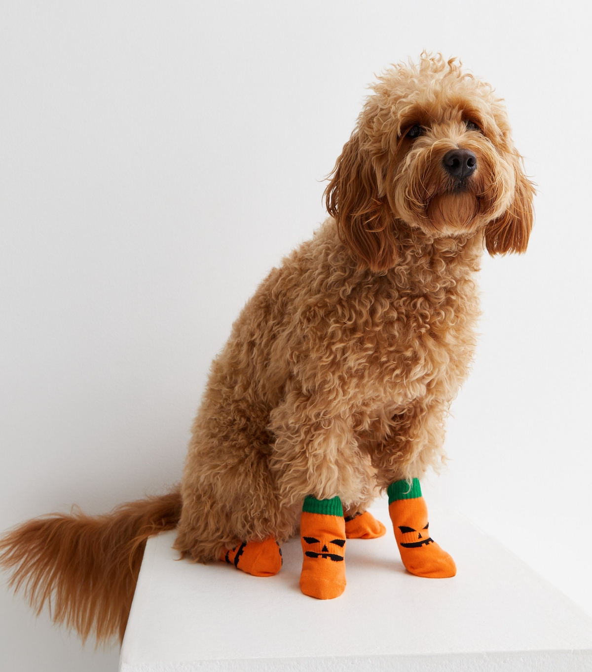 Orange Halloween Pumpkin Dog Socks New Look