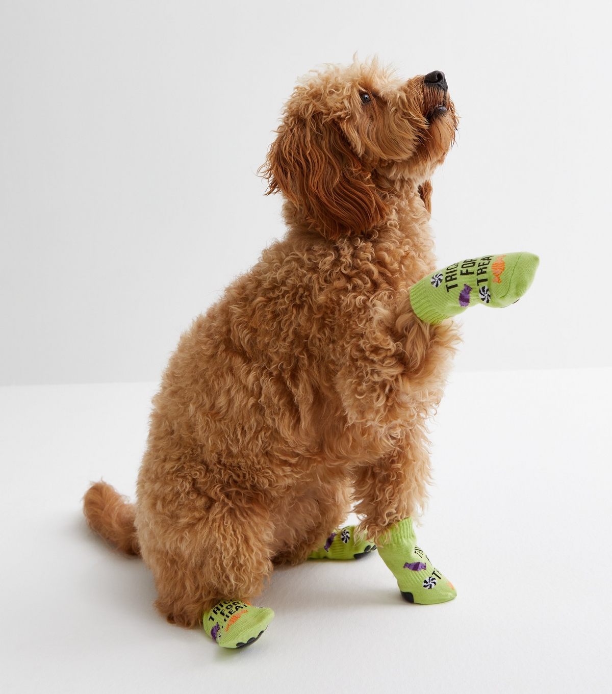 Green Halloween Tricks for Treats Dog Socks New Look